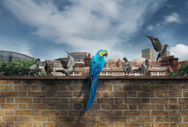 Image of a colourful macaw perched on a wall, surrounded by dull pigeons